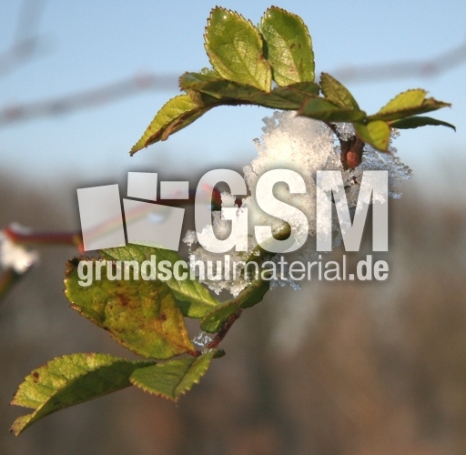 Winterimpressionen 043.jpg